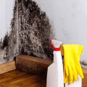 Post Mold Remediation Report